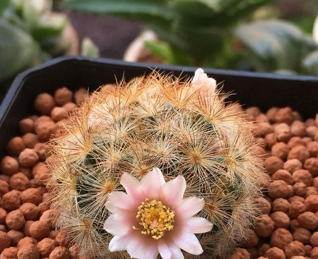 养护